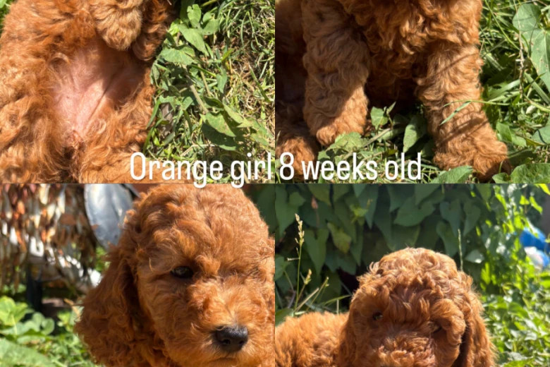 Cockapoo