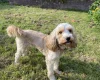 Cockapoo