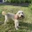 Cockapoo