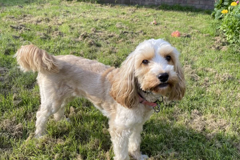 Cockapoo