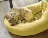 Cockapoo