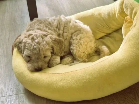 Cockapoo