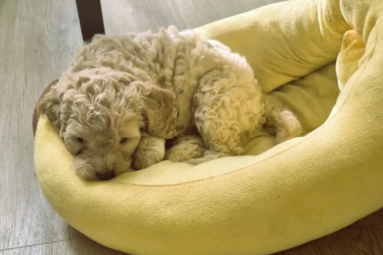 Cockapoo