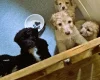 Cockapoo