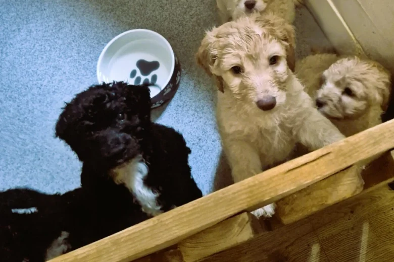 Cockapoo