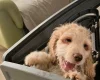 Cockapoo