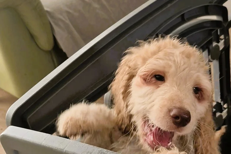 Cockapoo