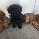 Cockapoo