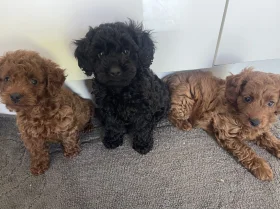 Cockapoo