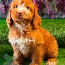 Cockapoo