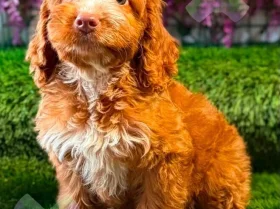 Cockapoo