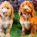 Cockapoo