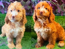 Cockapoo