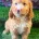 Cockapoo