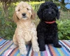 Cockapoo