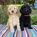 Cockapoo