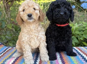 Cockapoo