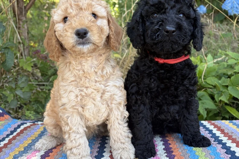 Cockapoo