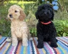 Cockapoo