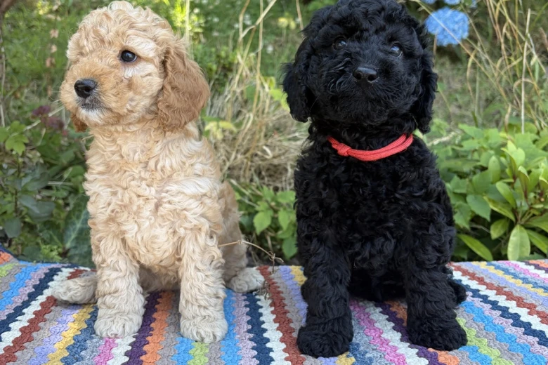 Cockapoo