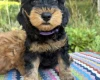 Cockapoo