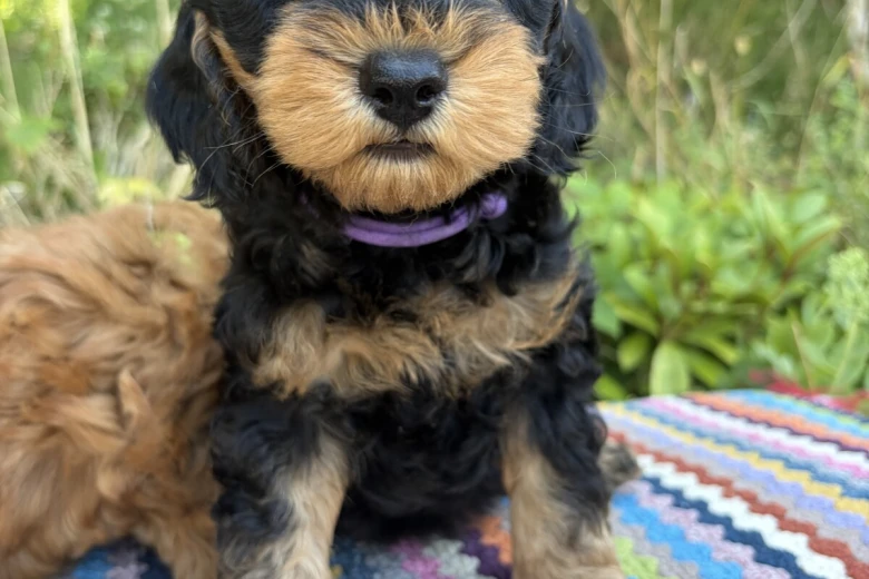Cockapoo