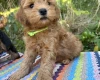 Cockapoo