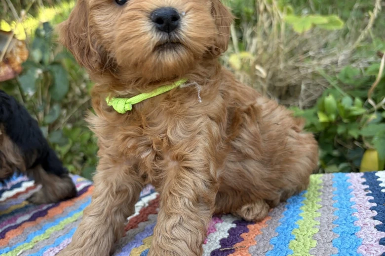 Cockapoo