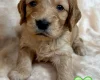Cockapoo