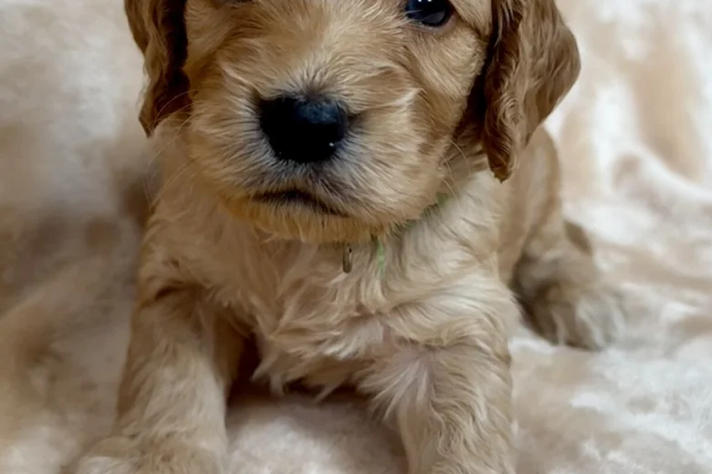 Cockapoo