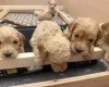 Cockapoo