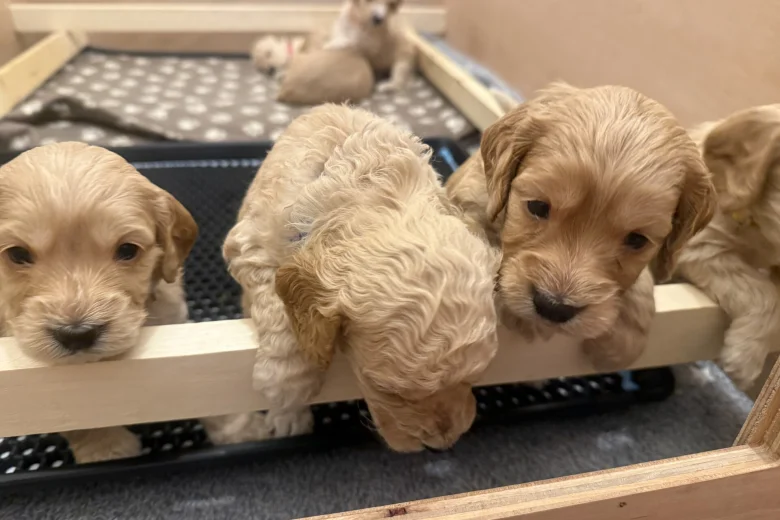 Cockapoo