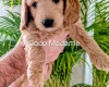 Cockapoo