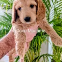 Cockapoo