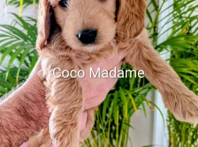 Cockapoo