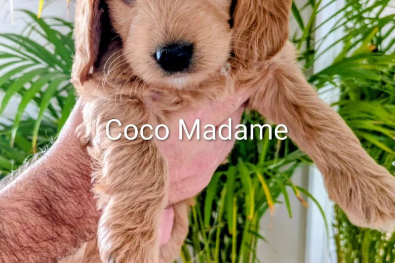 Cockapoo