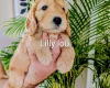 Cockapoo