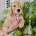 Cockapoo
