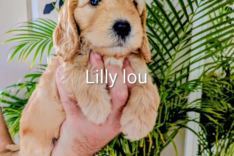 Cockapoo