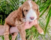 Cockapoo