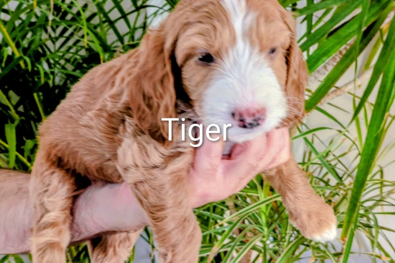 Cockapoo