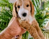 Cockapoo