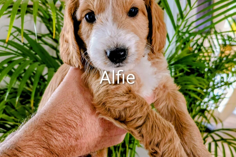 Cockapoo