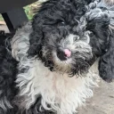 Cockapoo