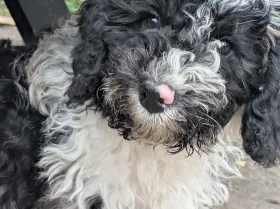 Cockapoo