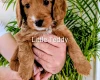 Cockapoo