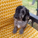Cockapoo