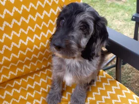 Cockapoo