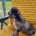 Cockapoo