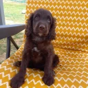 Cockapoo